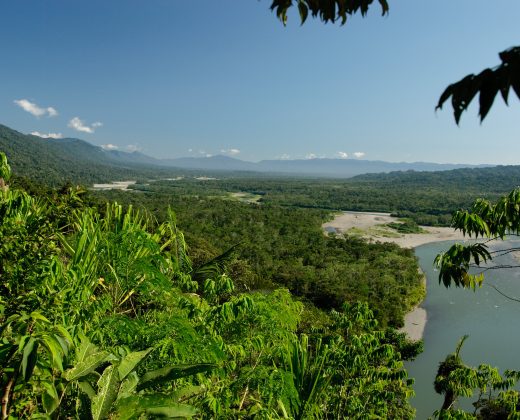 TAMBOPATA NATIONAL RESERVE 2 DAYS TOUR: Sandoval Lake and the Chuncho Macaw Clay Lick