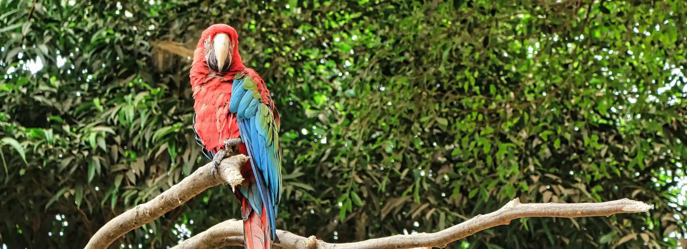 AMAZON TOUR MANU CULTURAL ZONE 3 DAYS: The Rainforest Without a Week Off Your Itinerary