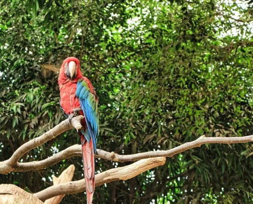 AMAZON TOUR MANU CULTURAL ZONE 3 DAYS: The Rainforest Without a Week Off Your Itinerary