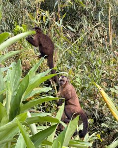 TAMBOPATA NATIONAL RESERVE 3 DAYS TOUR: Sandoval Lake, the Chuncho Clay Lick and Time to Enjoy Both