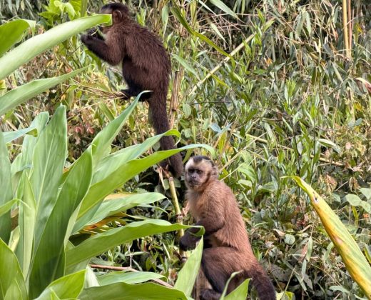TAMBOPATA NATIONAL RESERVE 3 DAYS TOUR: Sandoval Lake, the Chuncho Clay Lick and Time to Enjoy Both