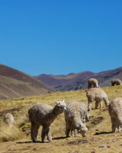 CUSCO MACHU PICCHU HUMANTAY LAKE RAINBOW MOUNTAIN TOUR