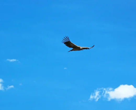 CHONTA CONDOR CANYON TOUR FROM CUSCO