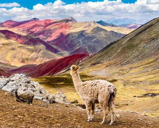 PALCOYO MOUNTAIN FULL-DAY TOUR