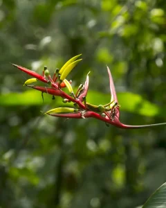 TAMBOPATA NATIONAL RESERVE 3 DAYS TOUR: Sandoval Lake, the Chuncho Clay Lick and Time to Enjoy Both