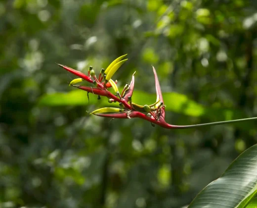 TAMBOPATA NATIONAL RESERVE 3 DAYS TOUR: Sandoval Lake, the Chuncho Clay Lick and Time to Enjoy Both