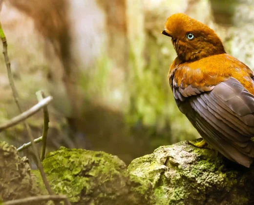 TAMBOPATA NATIONAL RESERVE 3 DAYS TOUR: Sandoval Lake, the Chuncho Clay Lick and Time to Enjoy Both