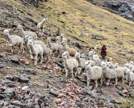 PALCOYO TOUR FULL DAY FROM CUSCO: Three Rainbow Mountains, Almost No Hiking