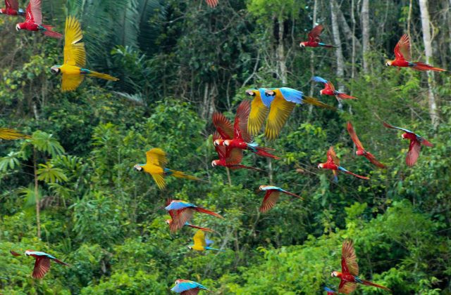 Tambopata National Reserve 4 Days Tour