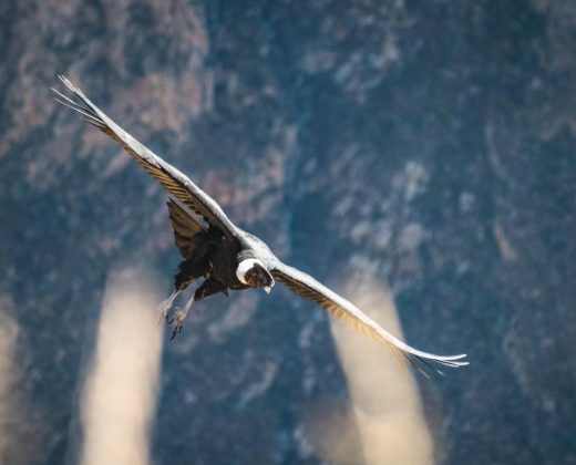 COLCA CANYON FULL DAY TOUR FROM AREQUIPA: Andean Condors at Cruz del Cóndor