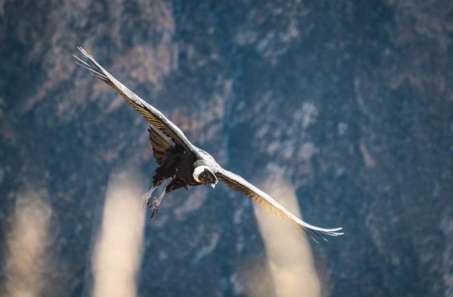 Colca Canyon Trek 2 Days from Arequipa
