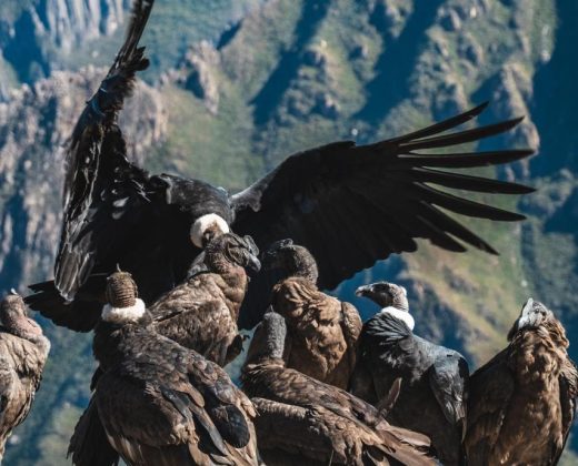 COLCA CANYON FULL DAY TOUR FROM AREQUIPA: Andean Condors at Cruz del Cóndor