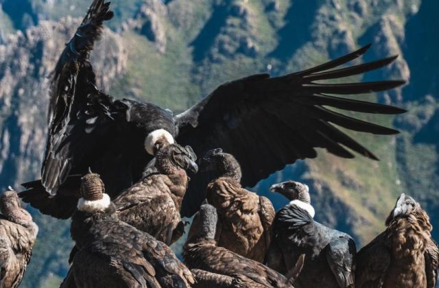 CONDORS
