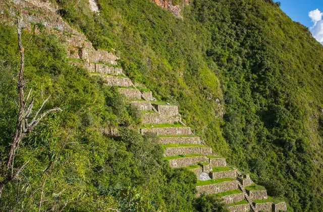 choquequirao-llamas-peru