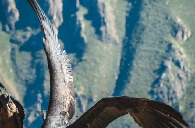 colca-canyon-condors-peru