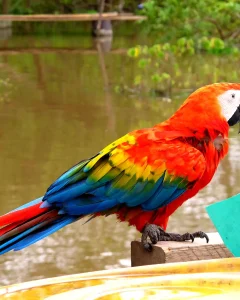 TAMBOPATA NATIONAL RESERVE 2 DAYS TOUR: Sandoval Lake and the Chuncho Macaw Clay Lick