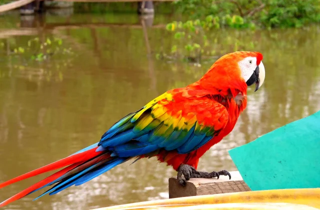 parrot-amazon-river-peru-south-america
